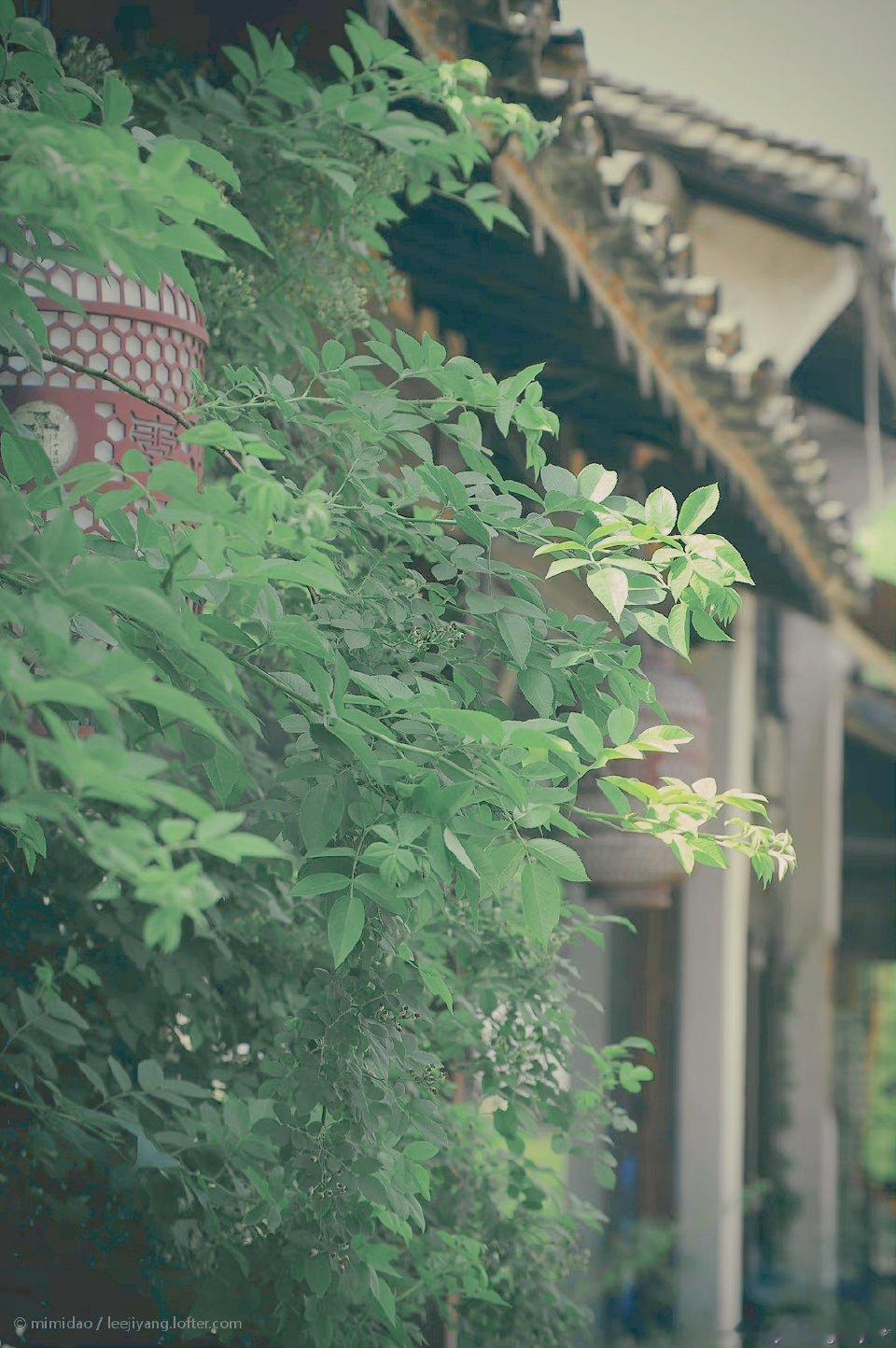 “今天飞花令｜主题【绿、地】古诗词    ”                  