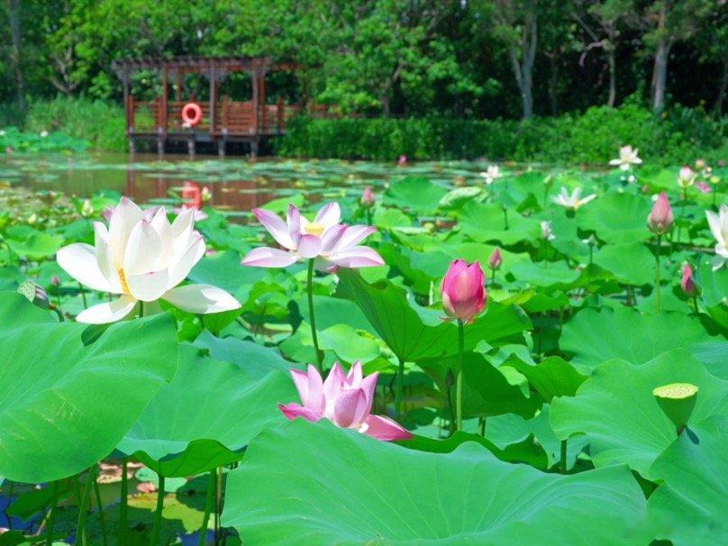 广州南沙湿地荷花季荷风入画 盛夏赴南沙，百亩荷塘悄然盛放，大湾区中央湿地公园荷花