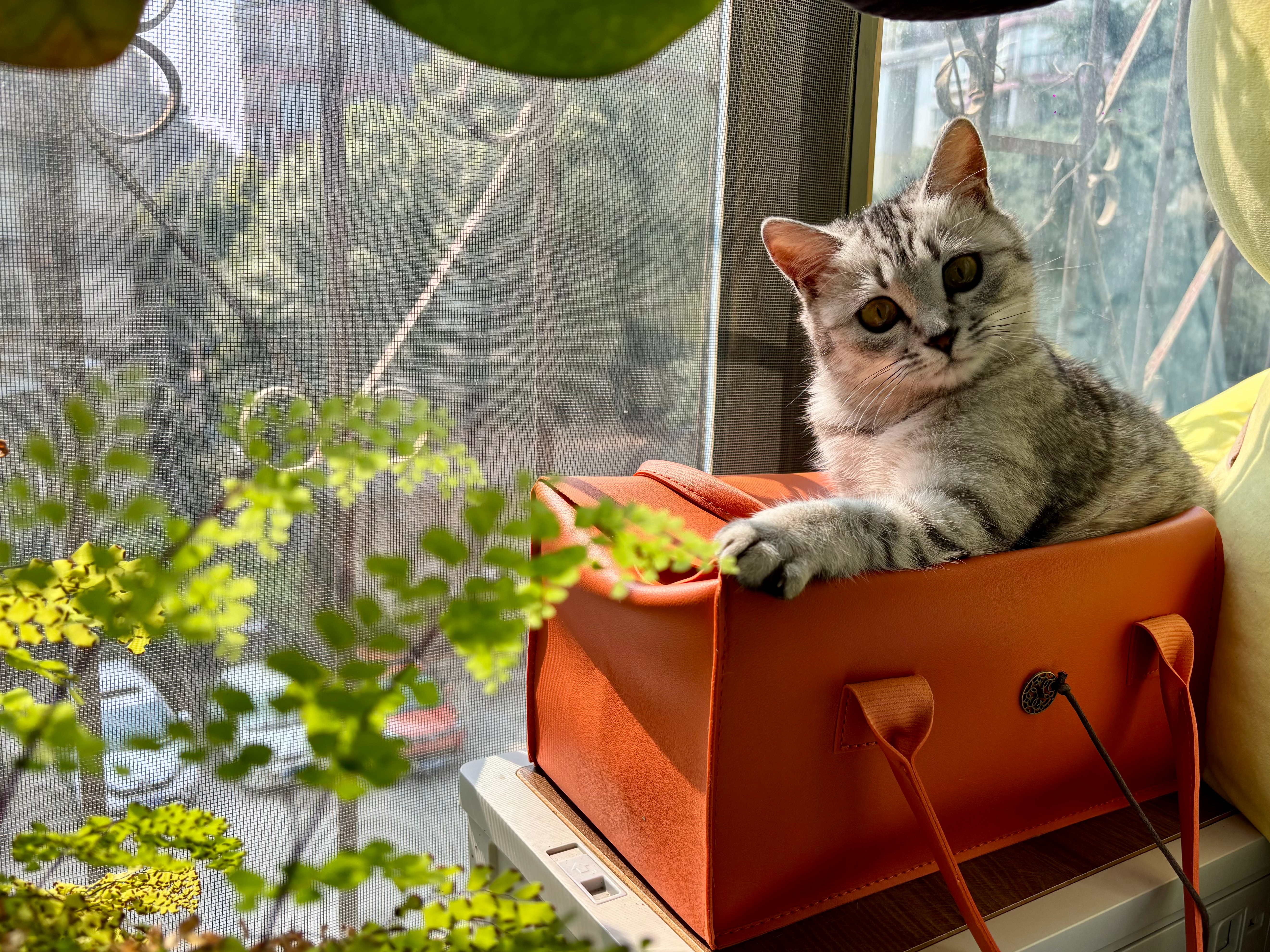 养猫以后没事会盯着它傻笑这是正常的吗？ 