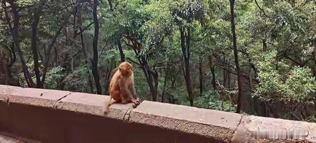 峨眉山猴子崖边觅食，男子偷偷靠近猛推，嬉笑离去的样子，太让人寒心！
5 月 5 