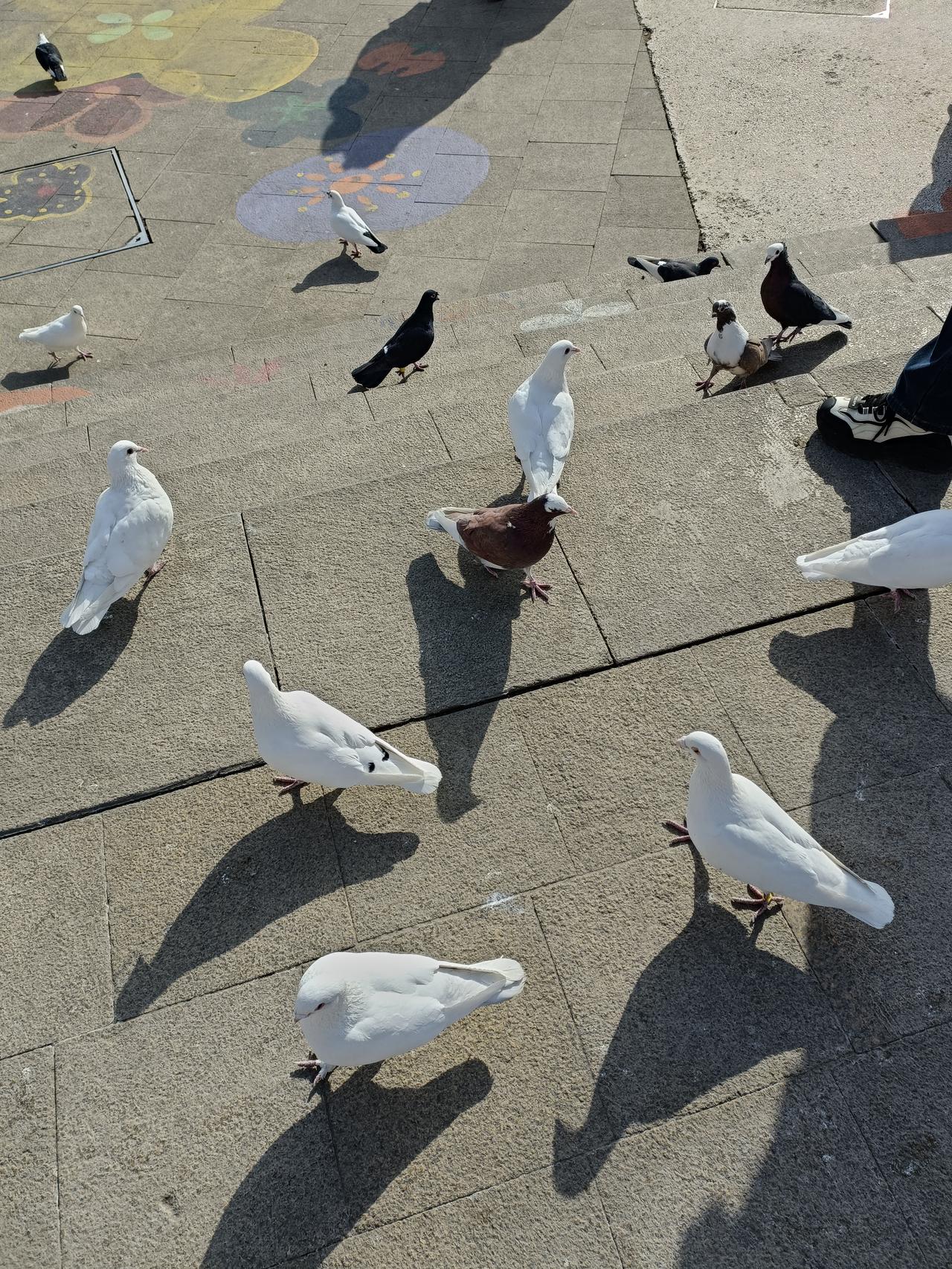 记录我的2026非常漂亮的鸽群，各种样式，有大尾巴的，有扁尾巴的，颜色各异，而且