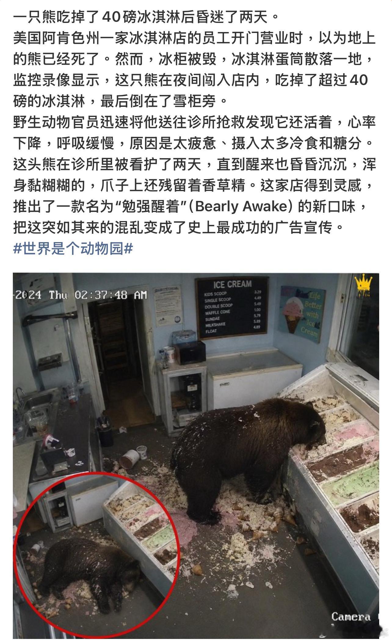 一只熊吃掉了40磅冰淇淋后昏迷了两天糖分摄入过量