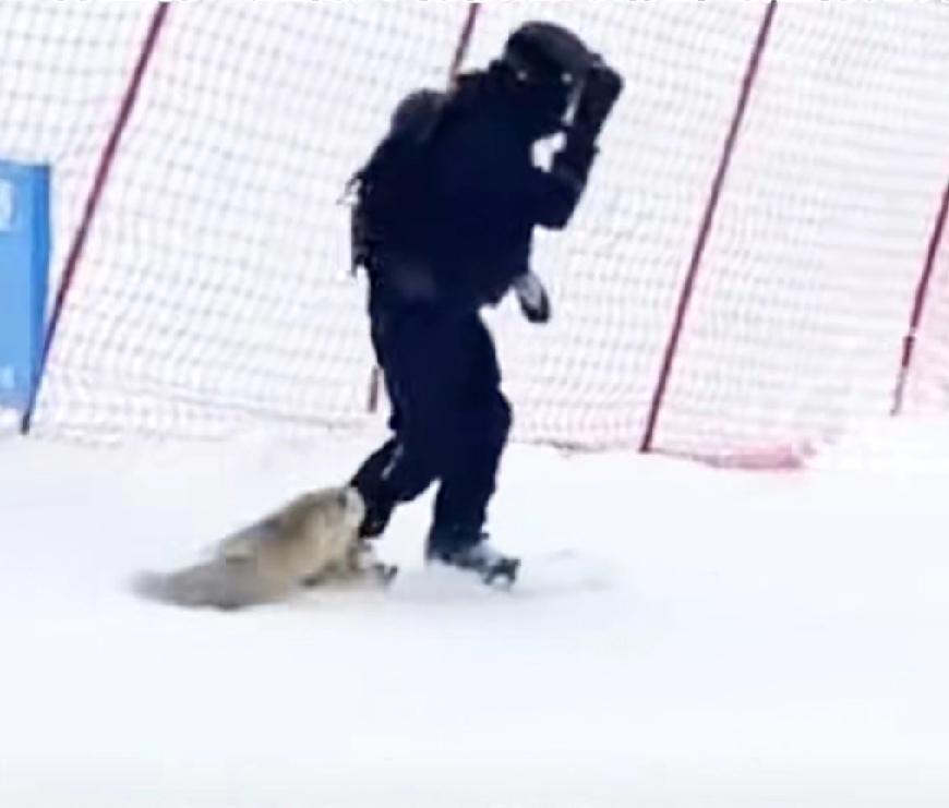 新疆阿勒泰咬人狐狸被滑雪场打死，近日新疆阿勒泰一滑雪场发生狐狸袭击游客事件，有游