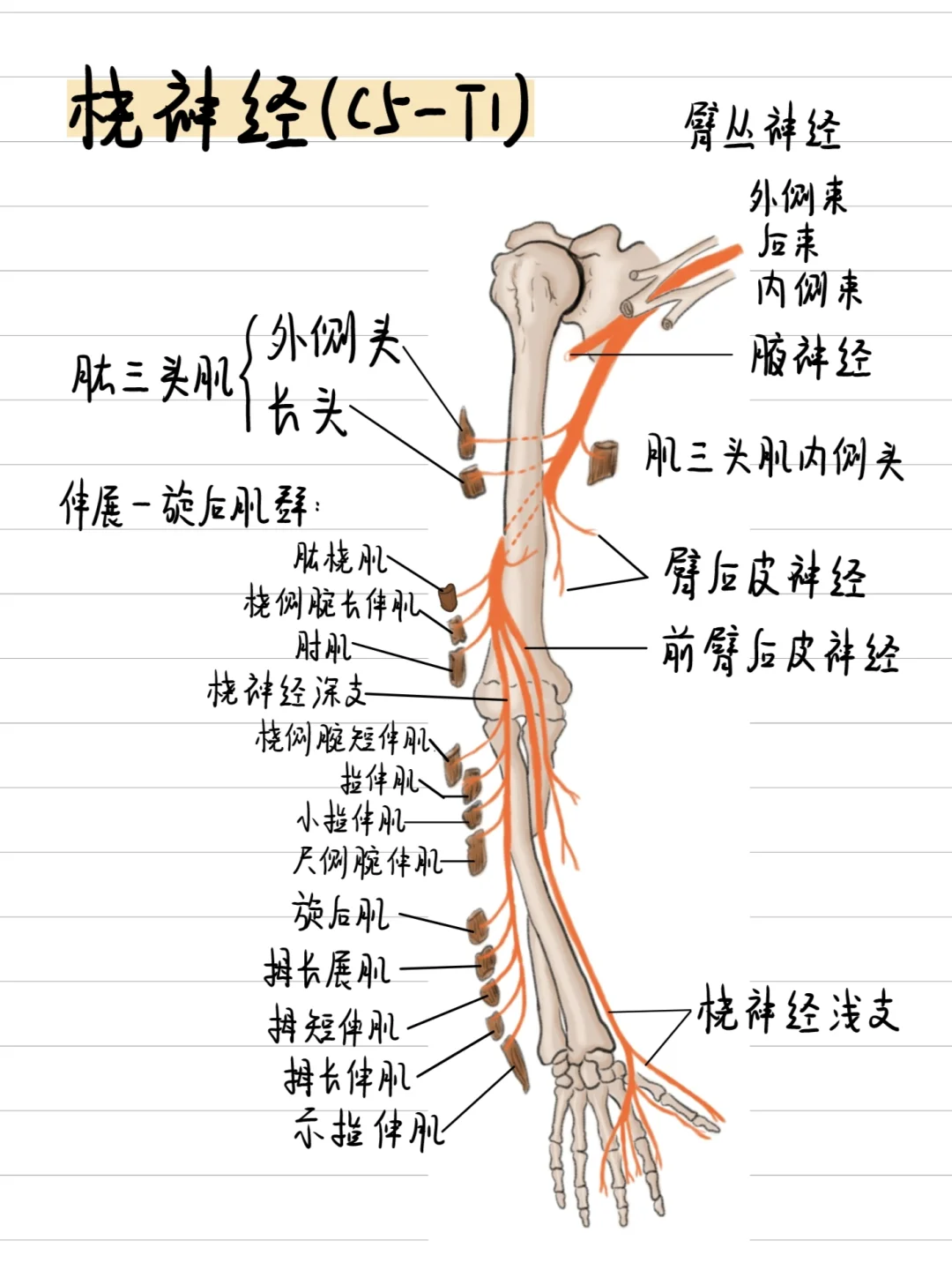 医学生笔记-尺桡正中神经（共五张）