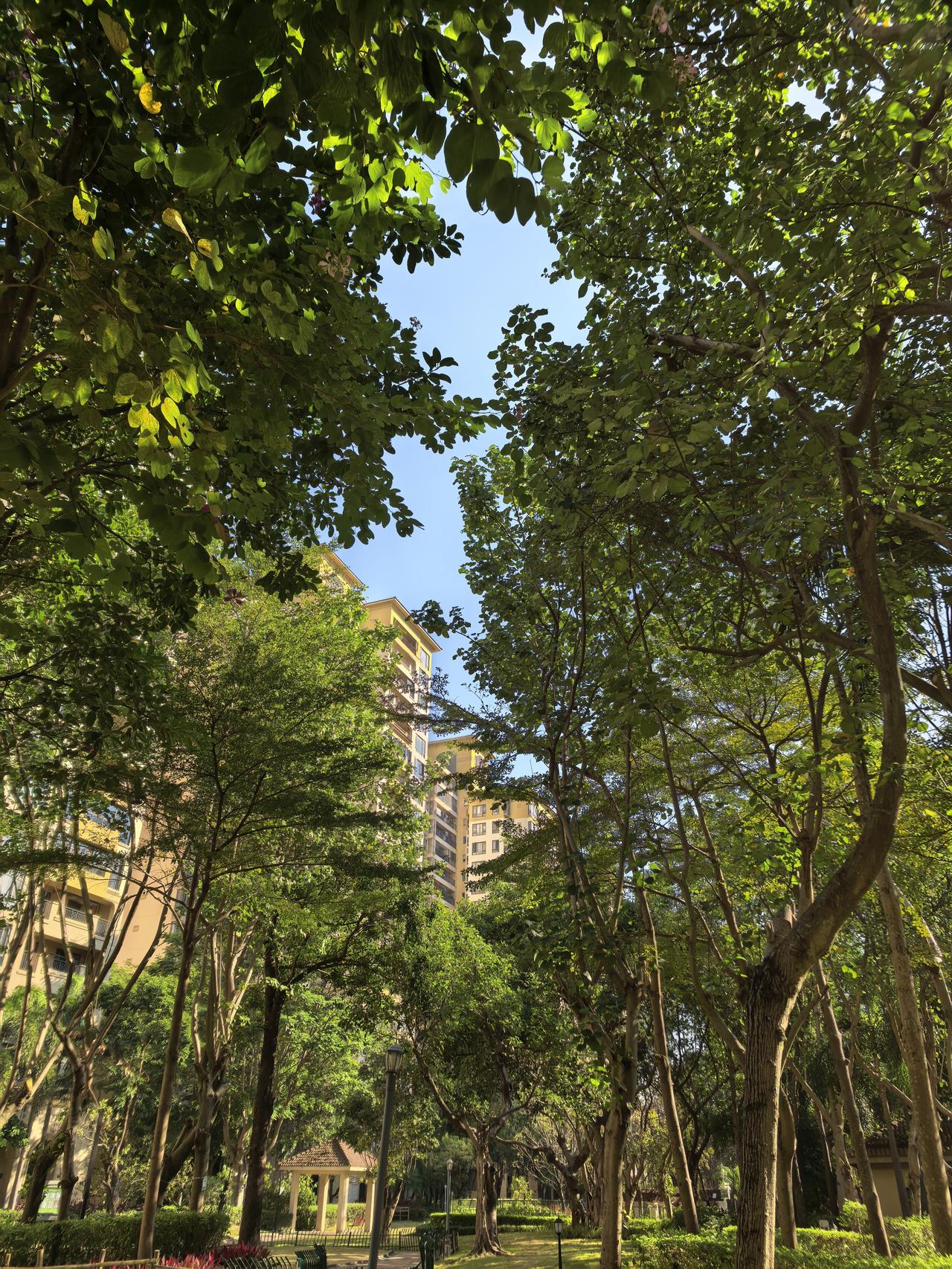 分享几张干净的天空照片天晴朗的时候，透过树稍，楼距间看到的天很蓝，很干净。