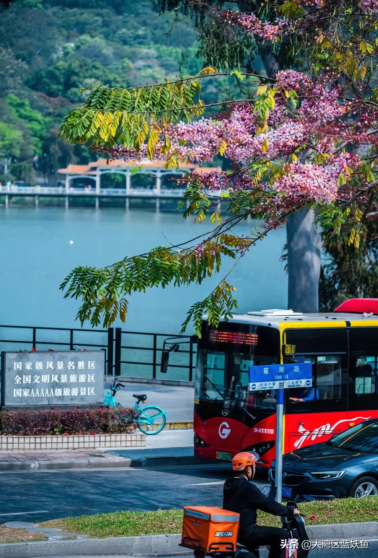 家人们，麓湖公园藏着个冷门赏花地，你们肯定没见过！
 
就在南麓园那边（艺博院附