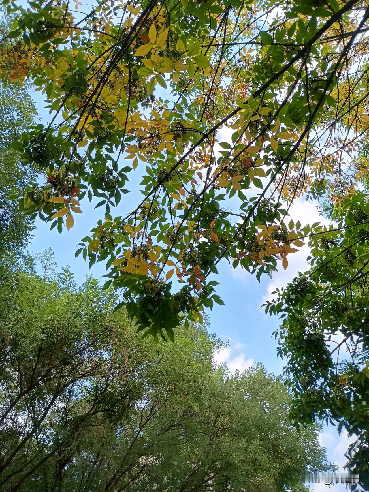 今天抽了个九月幸运签，“宜登高望远”。于是，踏秋采风看云朵——
