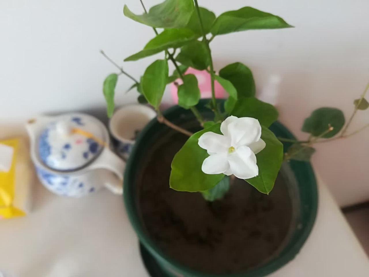 茉莉花
好一朵美丽的茉莉花，只开了一朵。