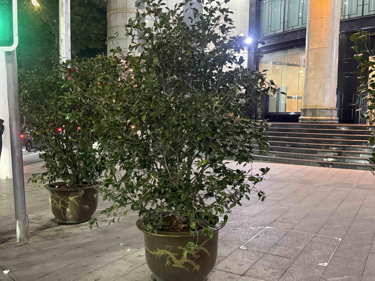 这样种在花盆里可移动盆栽也是挺好的，我们这里也可以搞一些，在旅游旺季可以在有的地