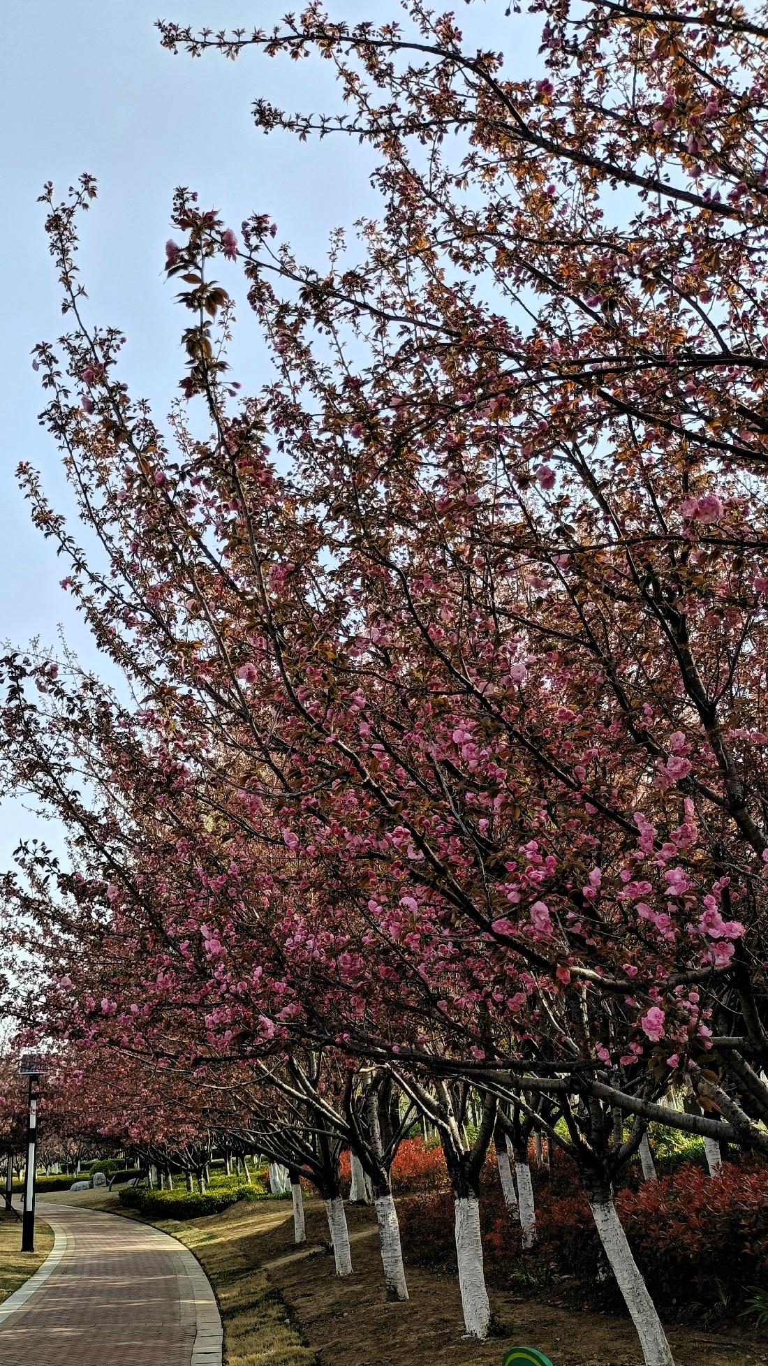 发一张你相册最近拍的花
