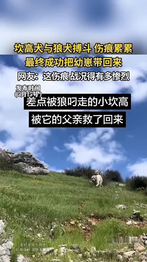 坎高犬与狼犬搏斗伤痕累累，最终成功把幼崽带回来。网友：这伤痕战况得有多惨烈？
大