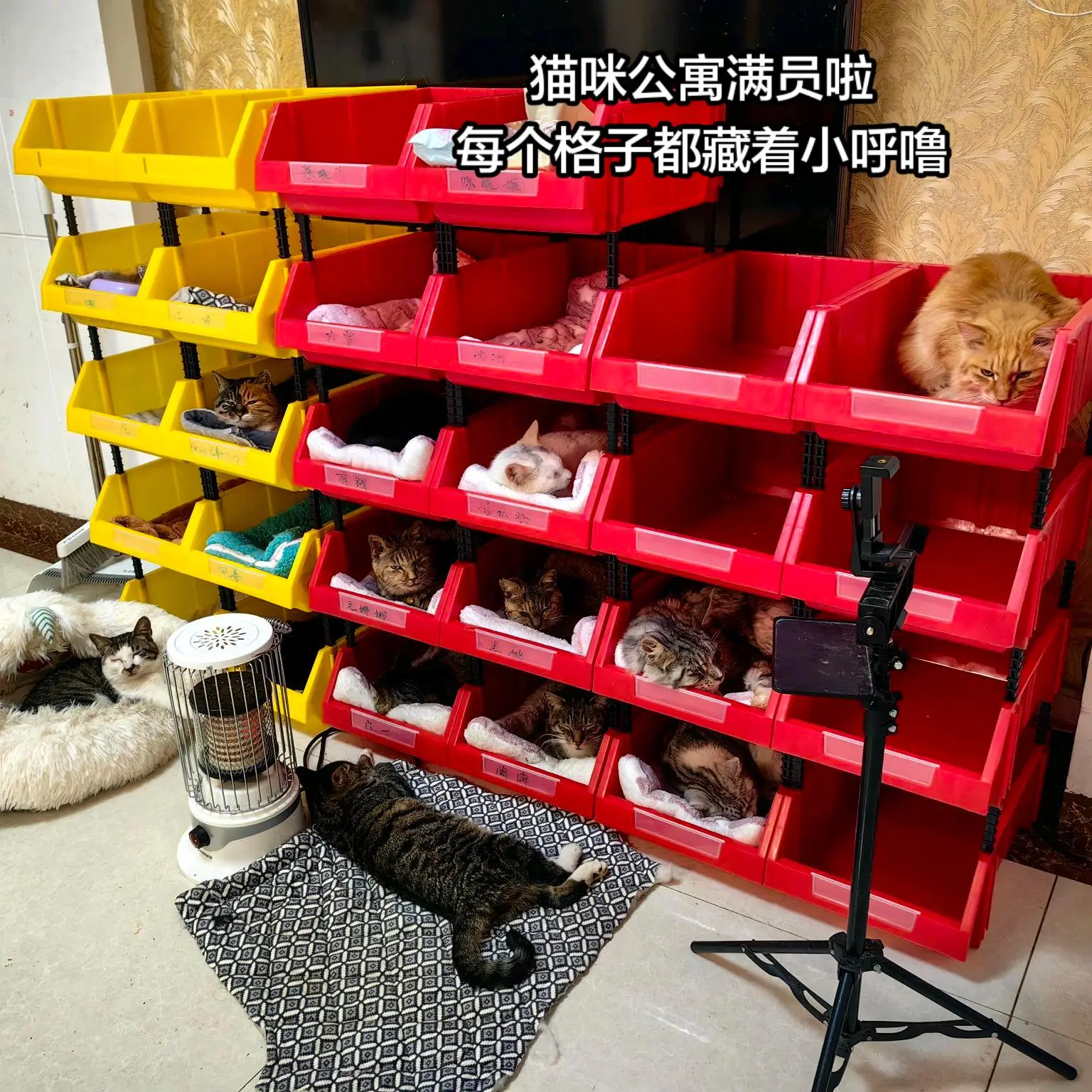 猫咪青年公寓。