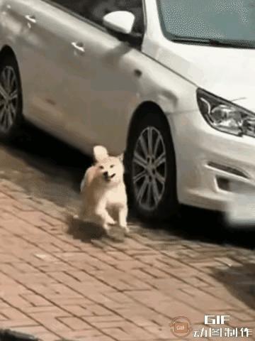 狗狗们的快乐很简单，看着就开心，心情不好的时候就看看这些快乐的小狗狗。
图一：小