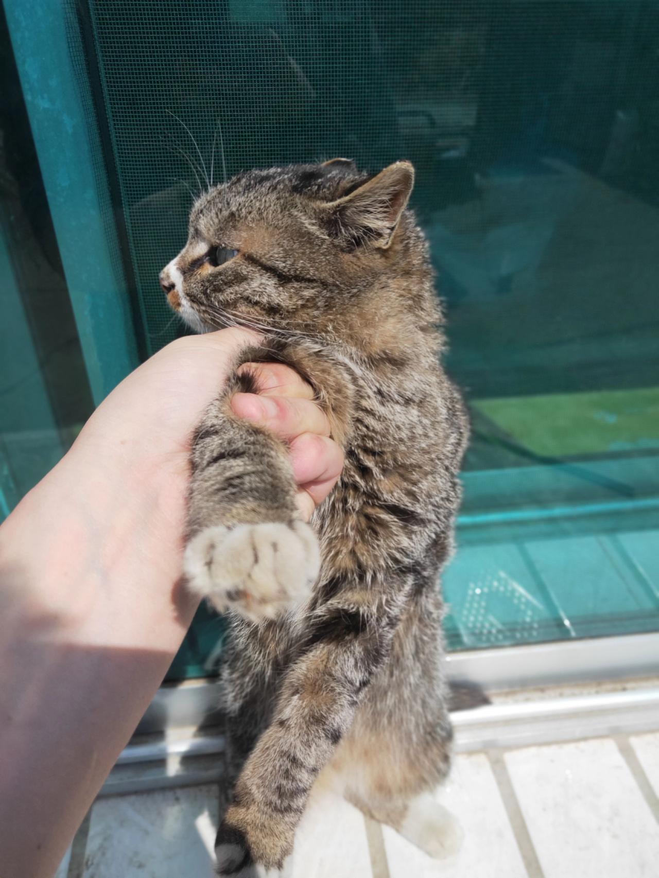 都说狸花猫难驯服，称之为丧彪。我家猫看见我老老实实，表示特别喜欢我
