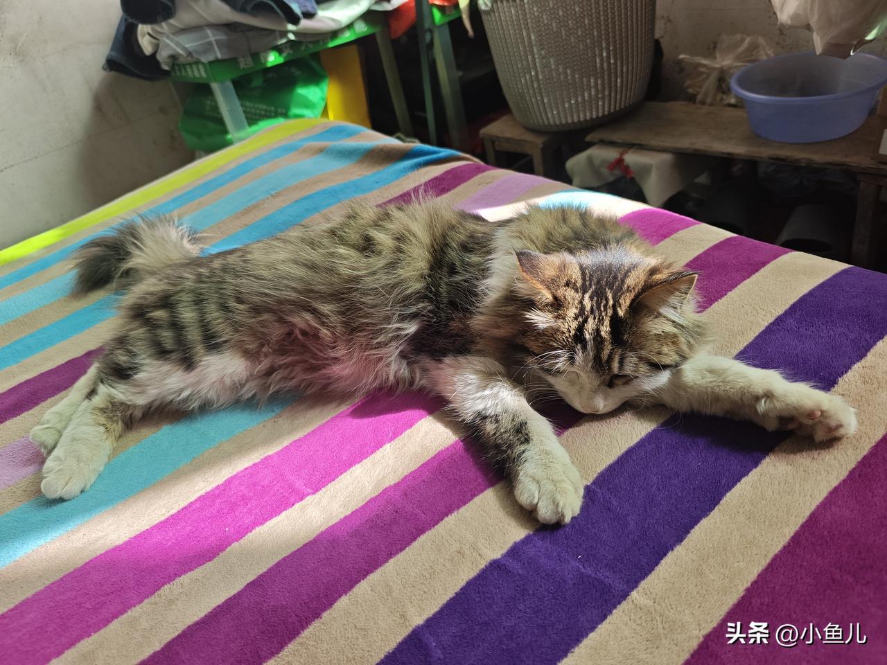 俺家这只“小毛球”，每天的主业就是把自己摊成一张猫饼。
只要太阳一晒到床，它准能