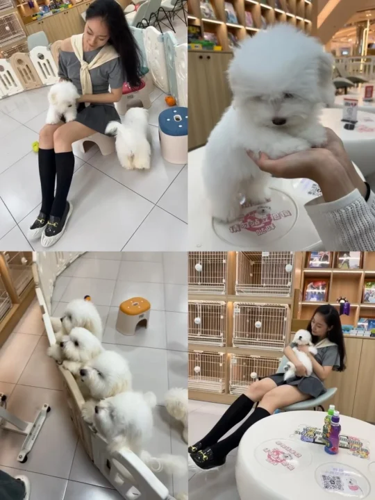 在沈阳摸到了！传说中的棉花糖漂亮小狗