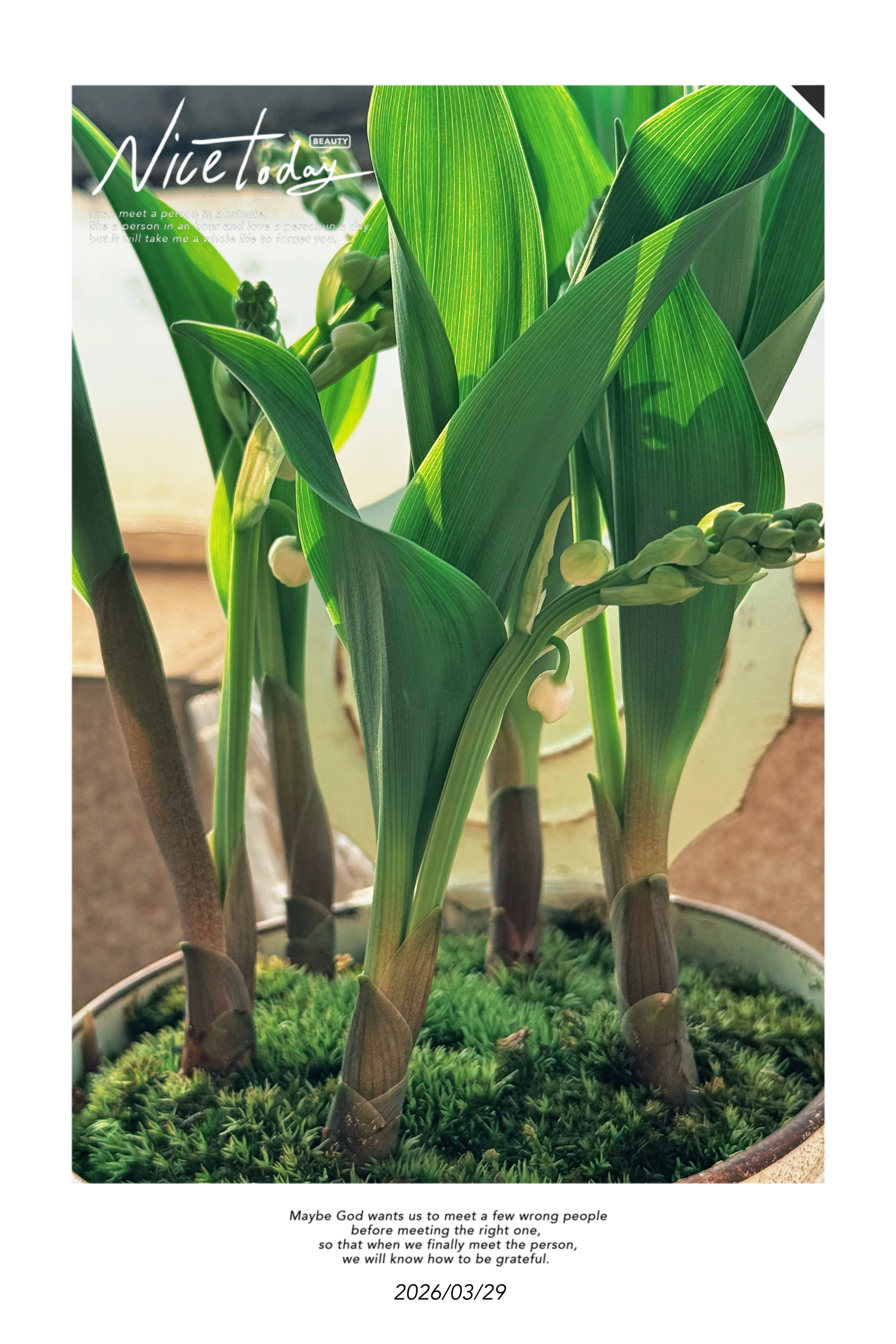 没想到真的冒芽而且长花苞了诶