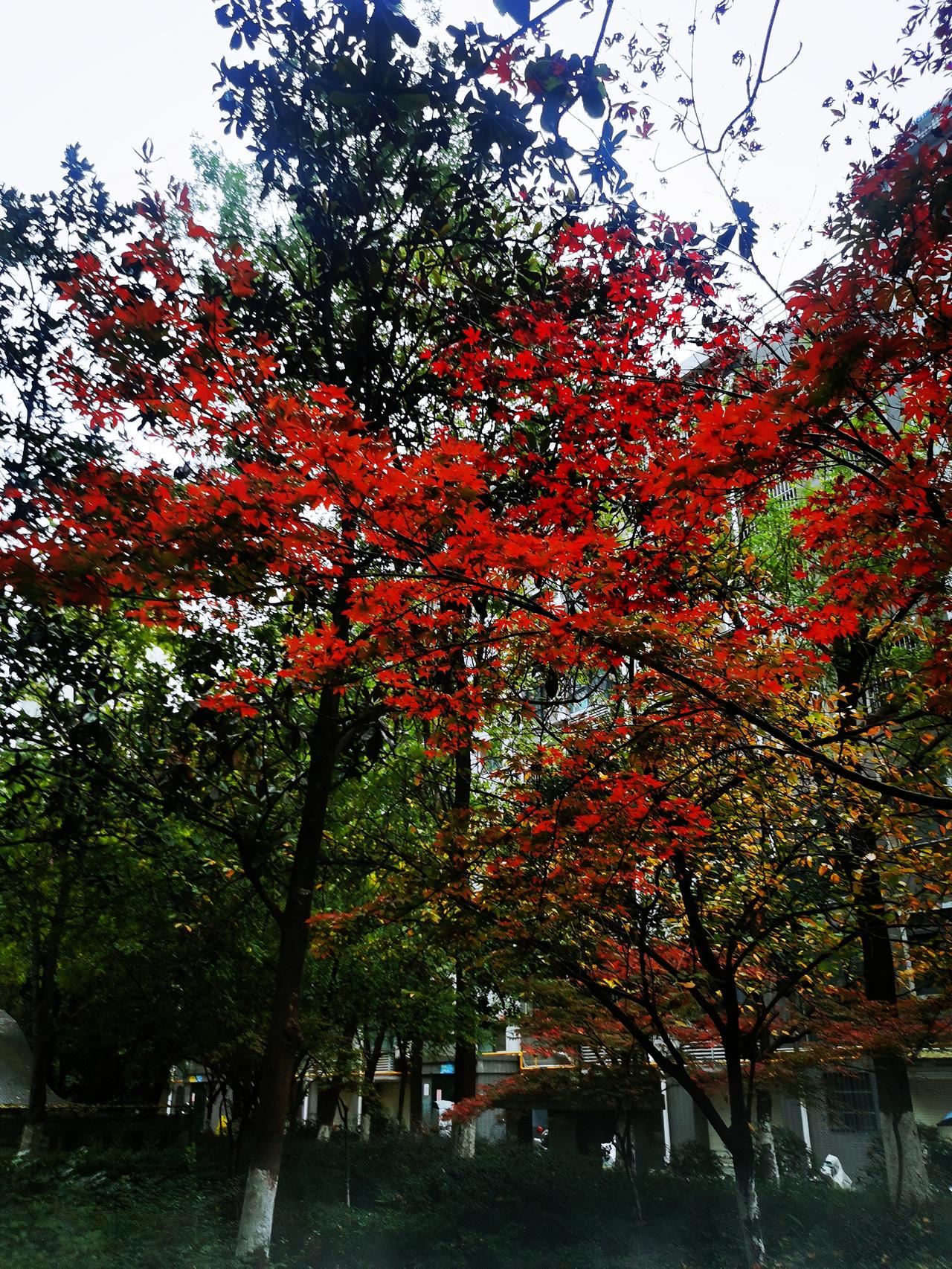 初冬美丽的小区