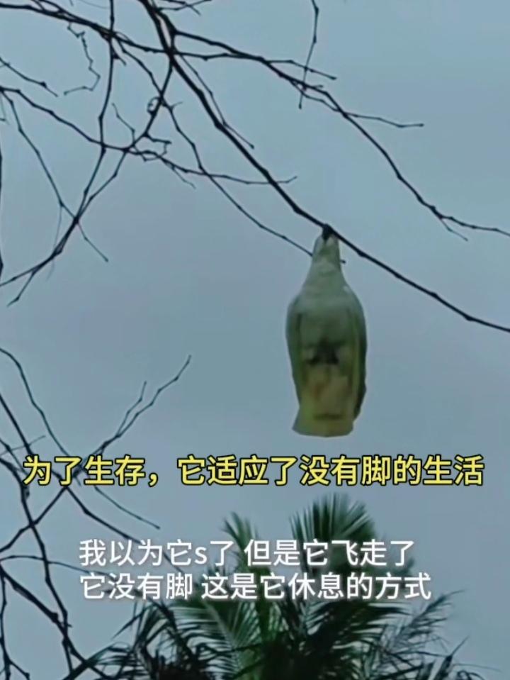没有脚，就用喙牢牢抓住枝干；
它没有顺从地死亡，而是认清这些，开凿出不平凡的路。