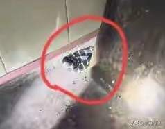 毫无痛感！福建男子被毒蛇咬伤，睡前被工作人员及时救下