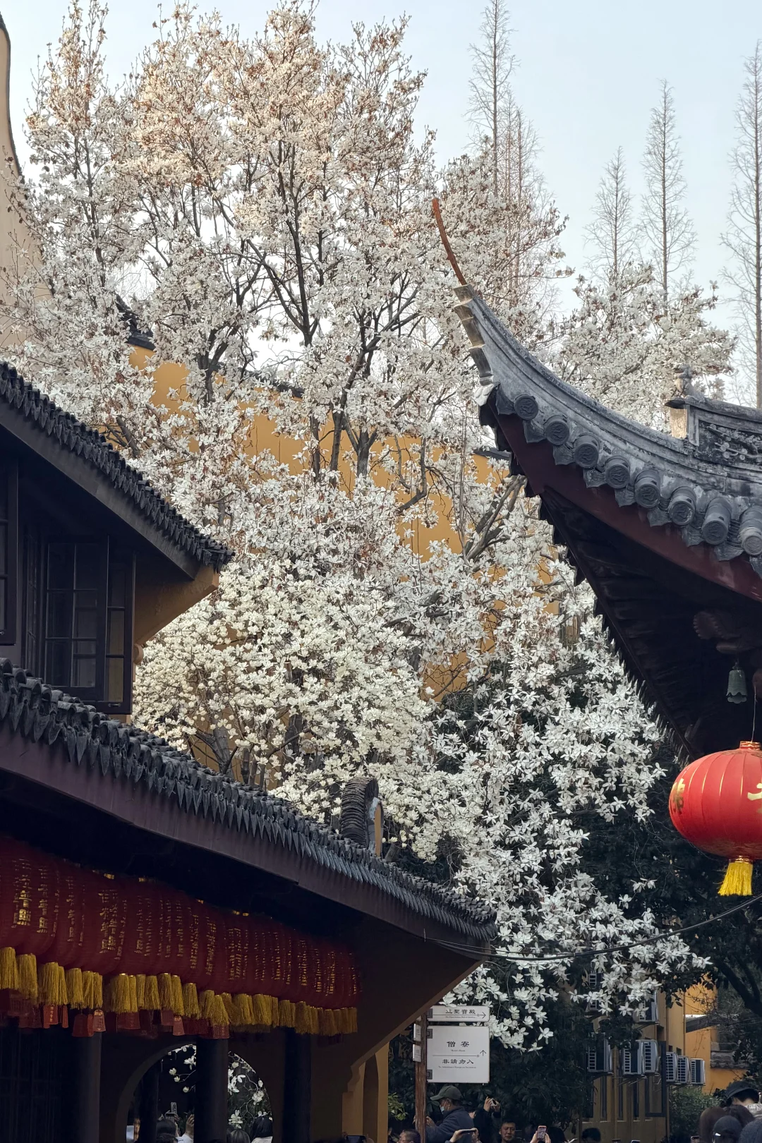 3.13实况，龙华寺的白玉兰到盛花期了！！！