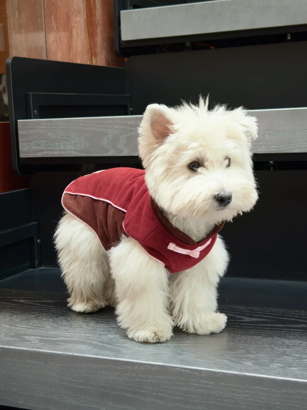 小狗拜年服准备好了吗