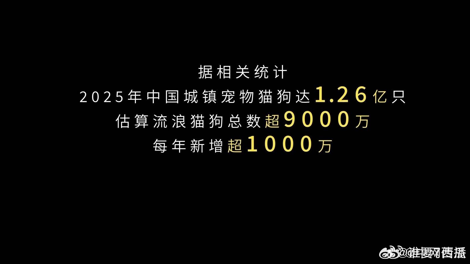 广东的0元宠物救护车 一句我来吧，背后是无数毛孩子的生机，广东这位宠物医生的0元