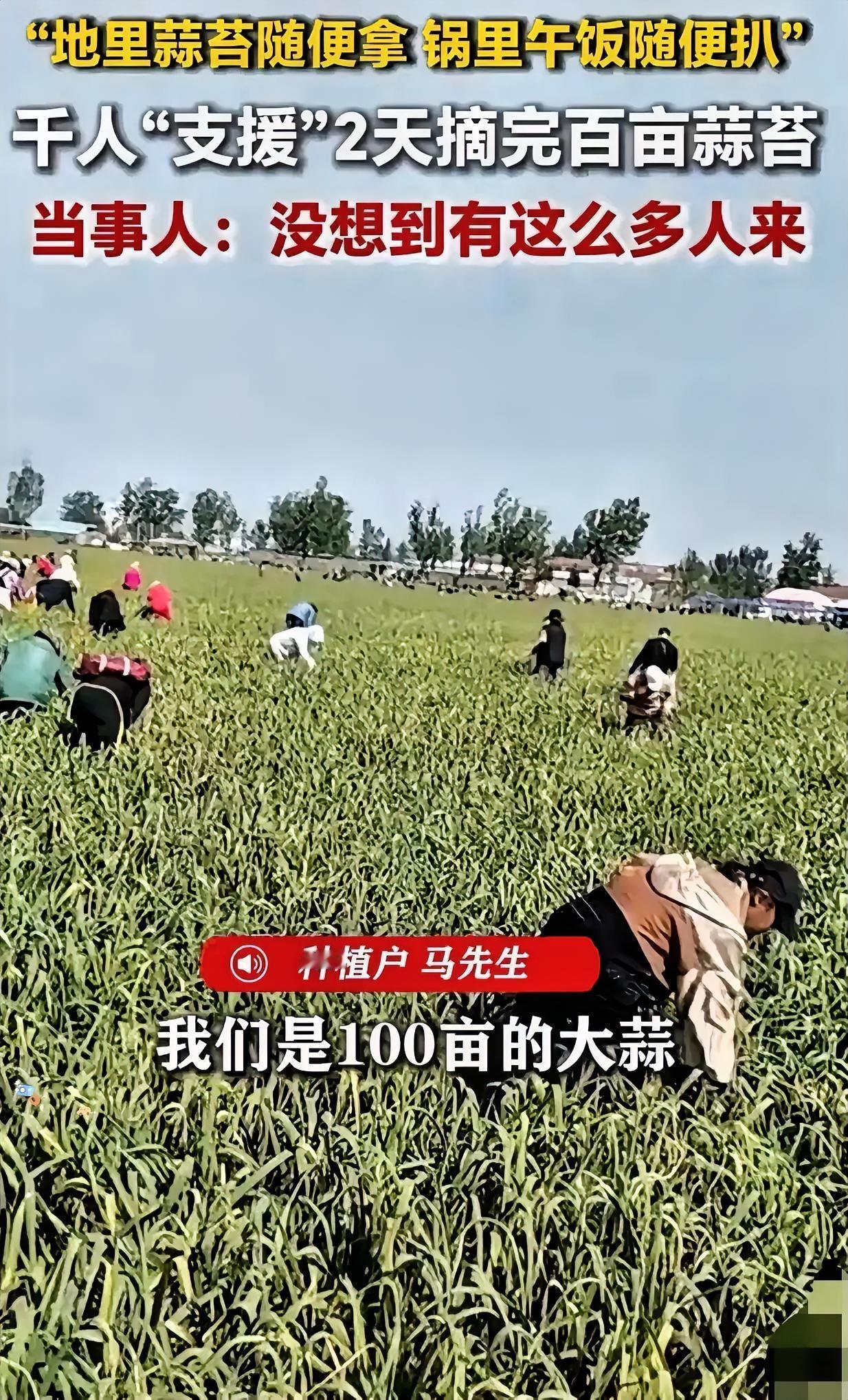 人怎么能聪明成这样？江苏徐州，男子种了一百多亩大蒜熟了，如果雇人摘，一个人一天得