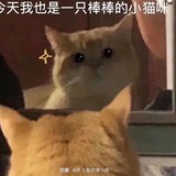 林月热谈娱乐