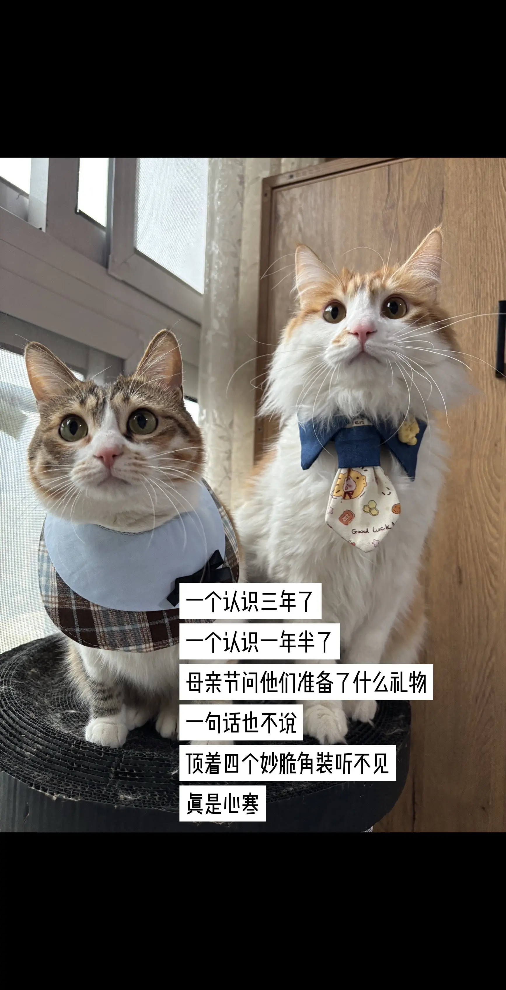 心思全写在脸上的猫 母亲节 母子连心