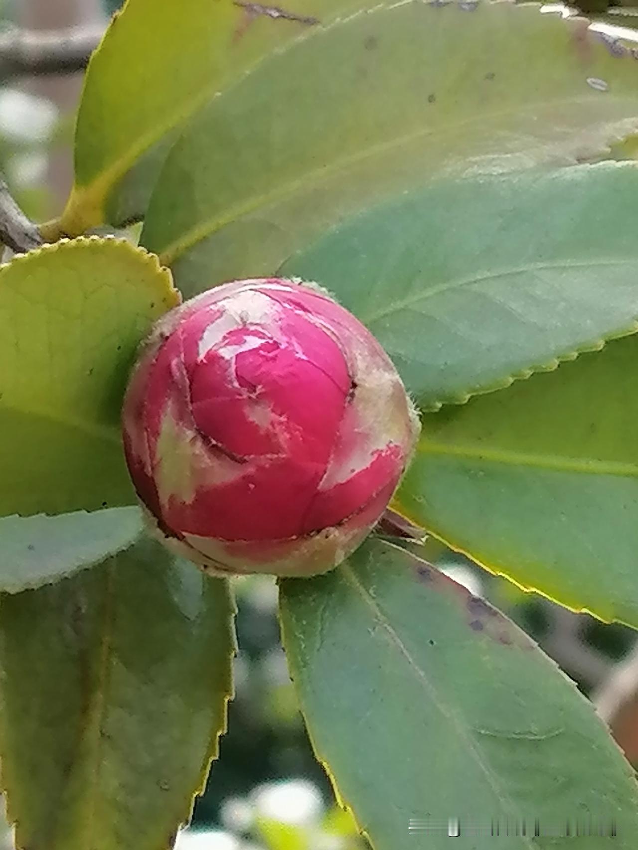 分享一张你相册的拍的花