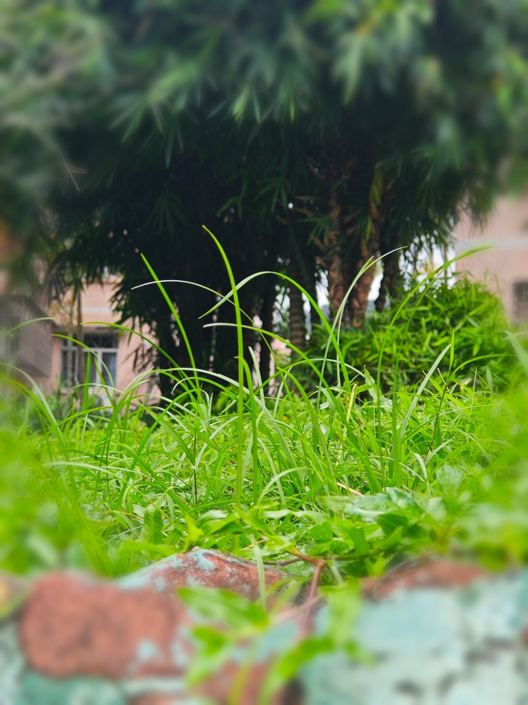 今天来桃源村溜达一圈，刚来深圳的时候住这里 深圳·桃源村
