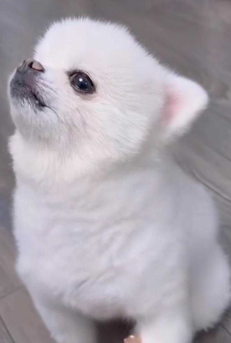 小心！这几种狗特别记仇，第一名你家可能就有！


你是不是也有过这种经历？明明是