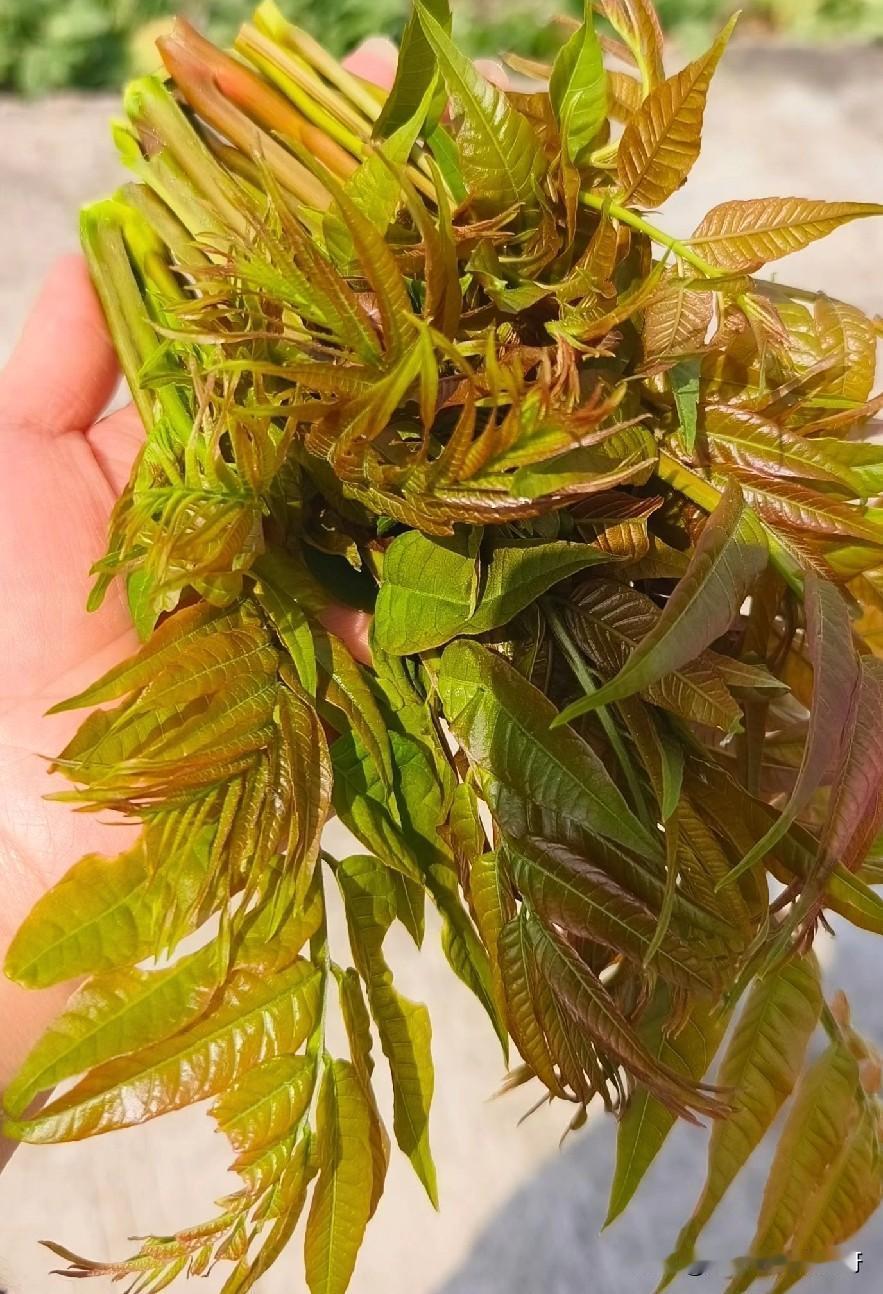 现在正是吃野菜的季节，图片这个是周末和孩子去乡里打的香椿芽，其实我也不太认识香椿