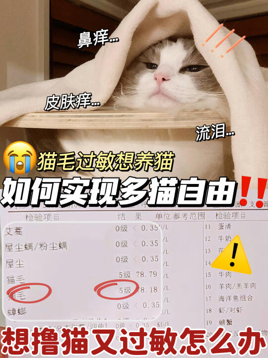 猫毛过敏想养猫？如何实现多猫自由！