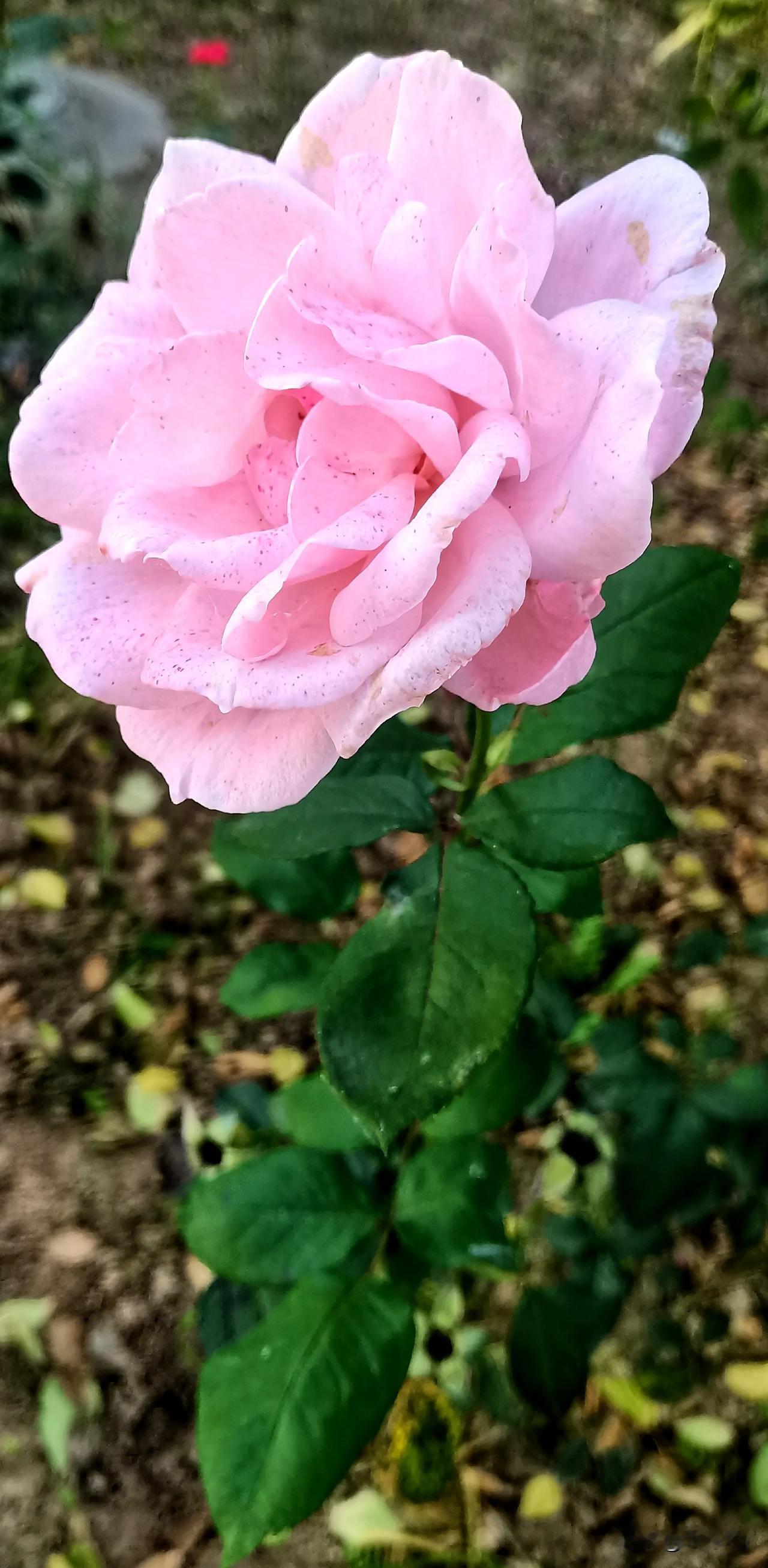 #护苗有我2024#（原创）
镜头记录生活  月季花赏析
#月季花。# #记录所