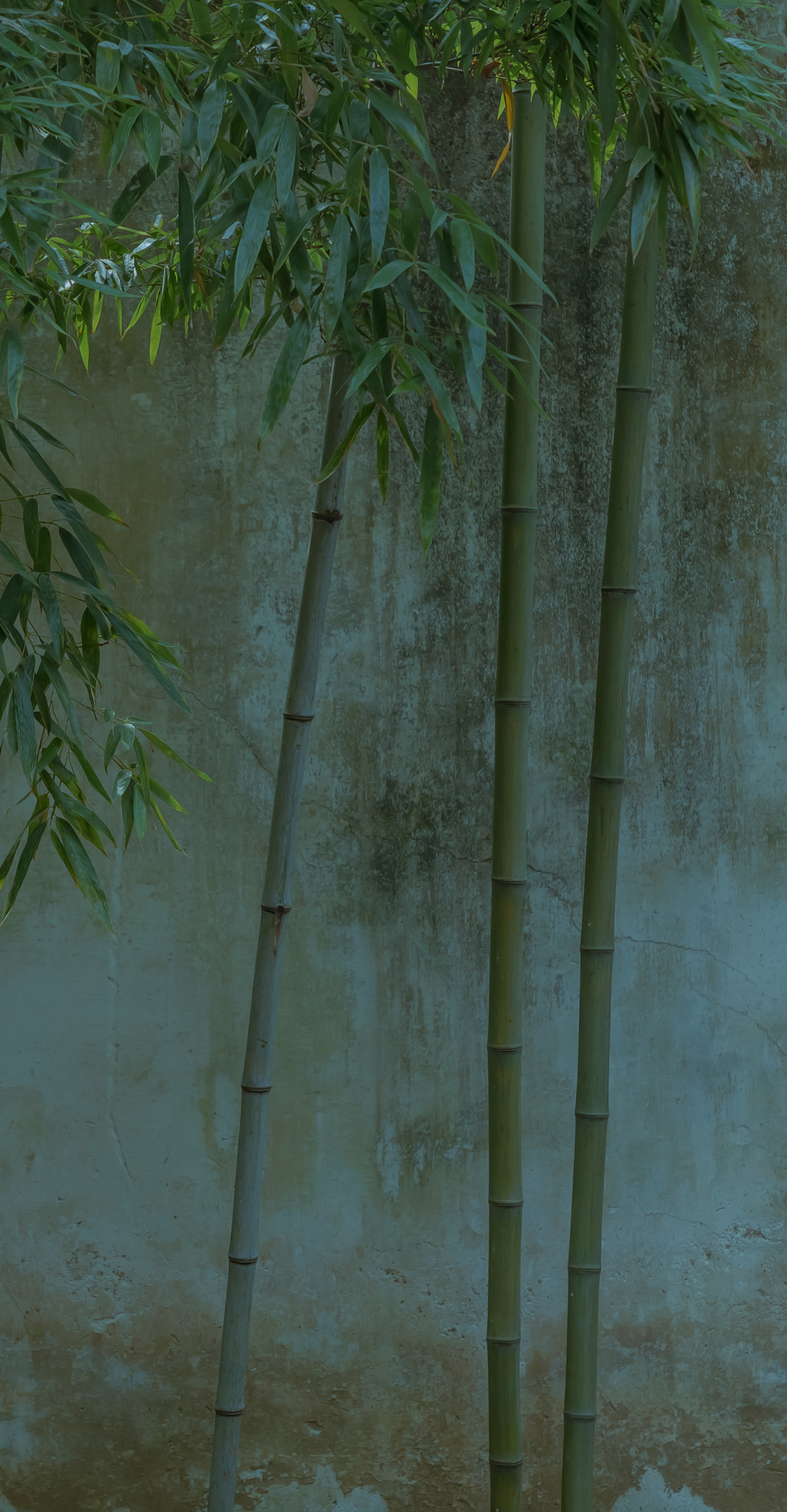 雨声潺潺，像住在溪边。宁愿天天下雨，以为你是因为下雨不来。丨张爱玲《小团圆》摄影