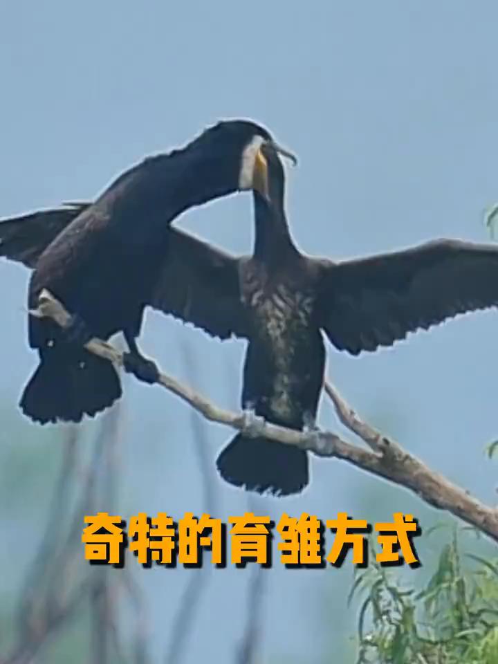 奇特的育雏方式。