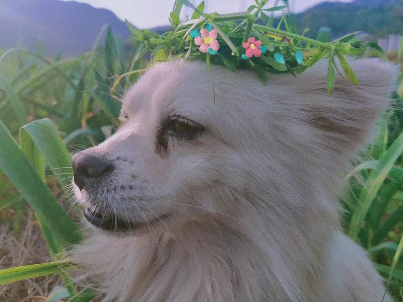 我是真接受不了养狗不讲公德的人。就拿小区里的情况来说，有些养狗的人，给狗吃得好、