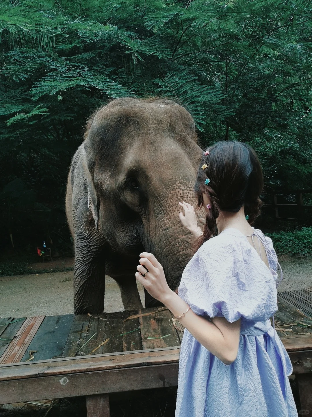 大象真的太可爱啦🐘