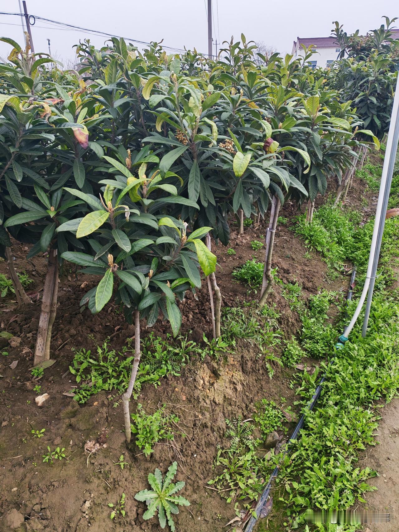 多年不见的同事，昨天电话邀请我去她家喝喜酒，请柬已在路上，叫我注意查收快递。
