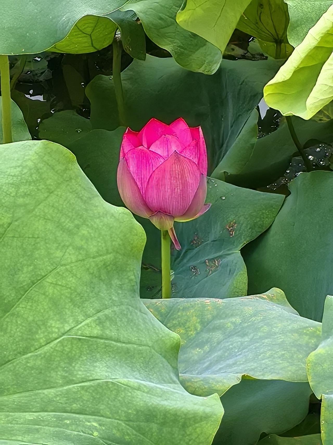 流花湖夏日荷花盛情绽放！