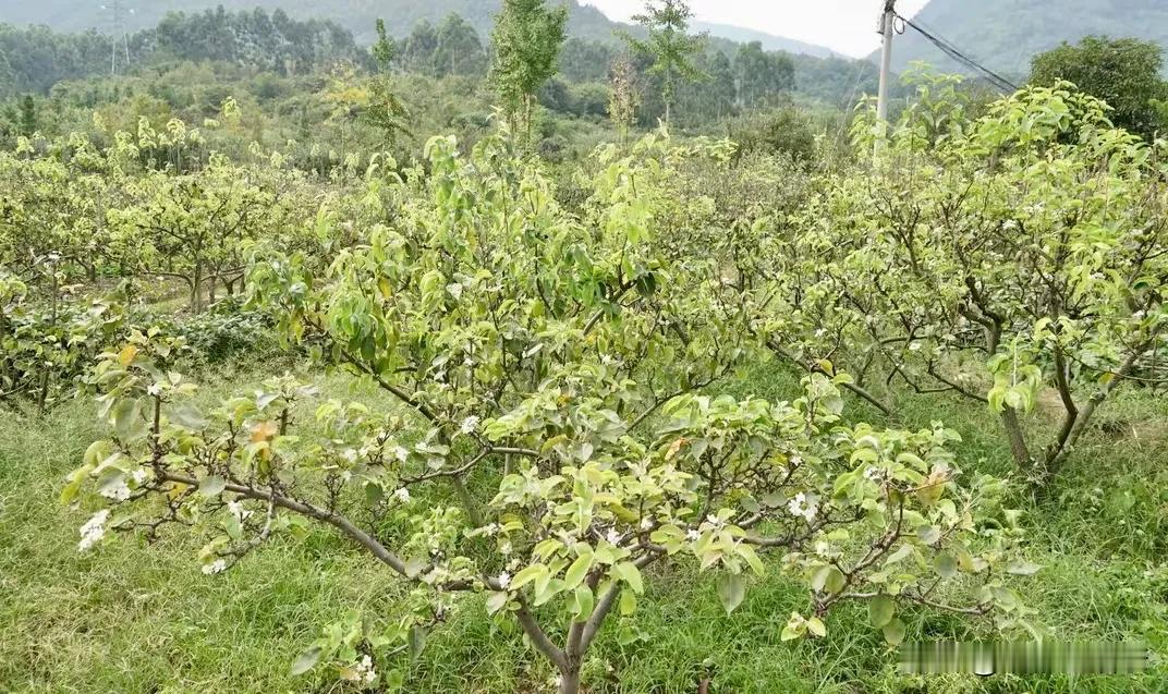 夏天霸占秋天，异常天气影响四川盆地植物：四川绵竹大量梨树9月异常开花，成都桂花的