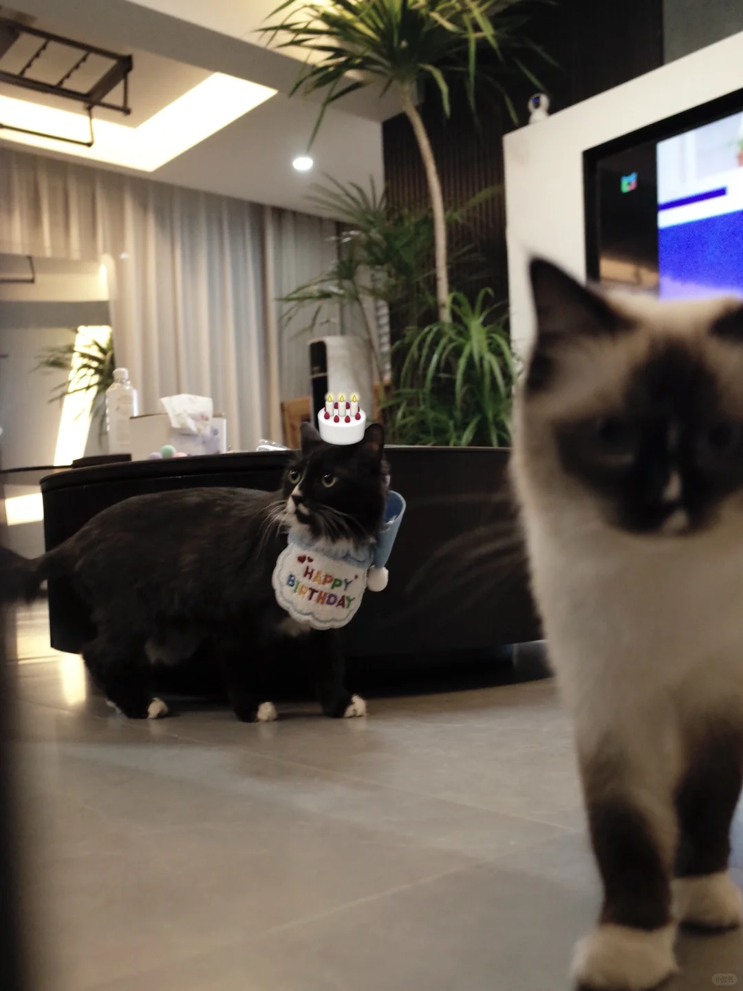 毛坯的人生精装的猫友圈！猫咪生日氛围照片！