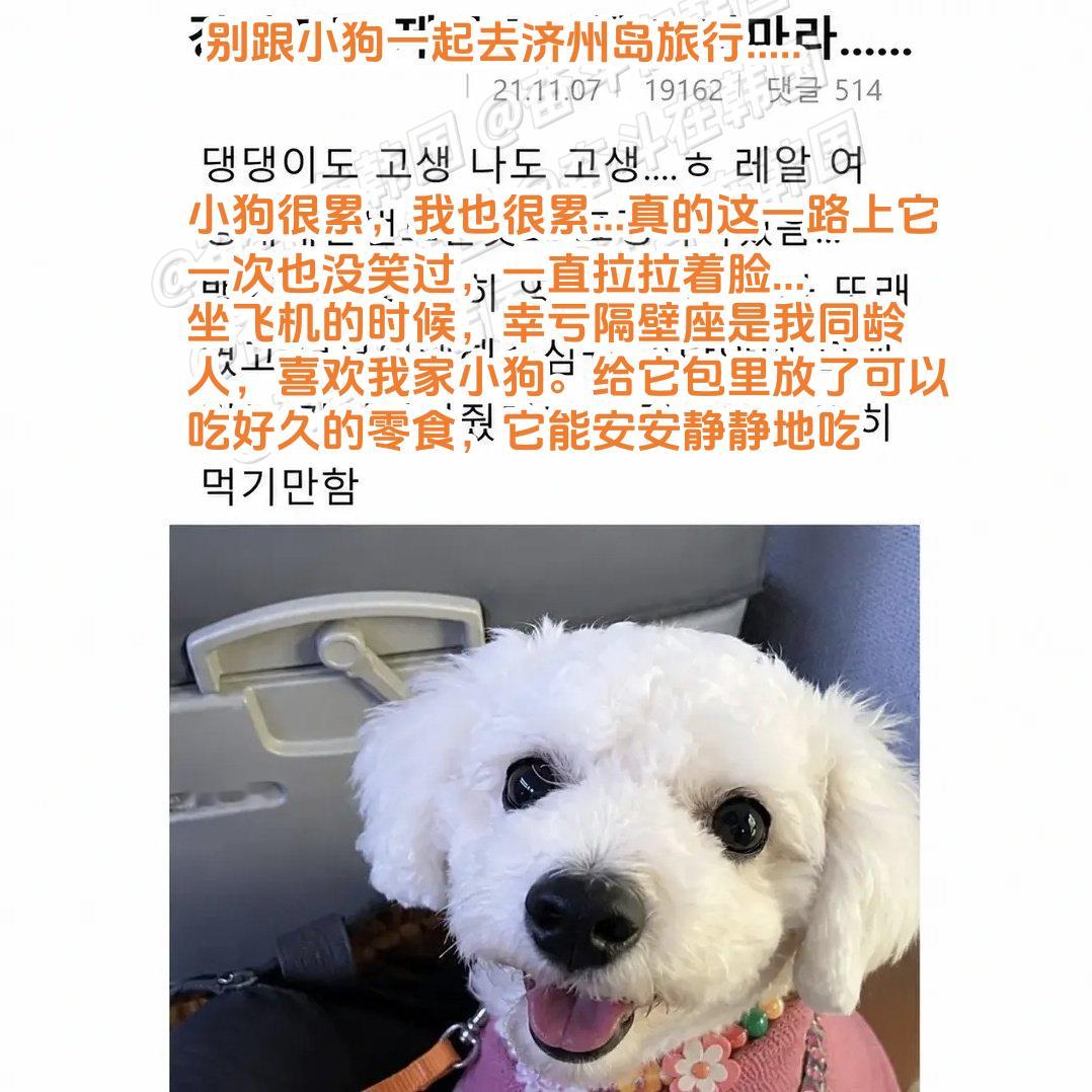 带小狗去济州岛旅行后发生的事情...小狗急速老化哈哈哈哈 海外新鲜事 热点现场
