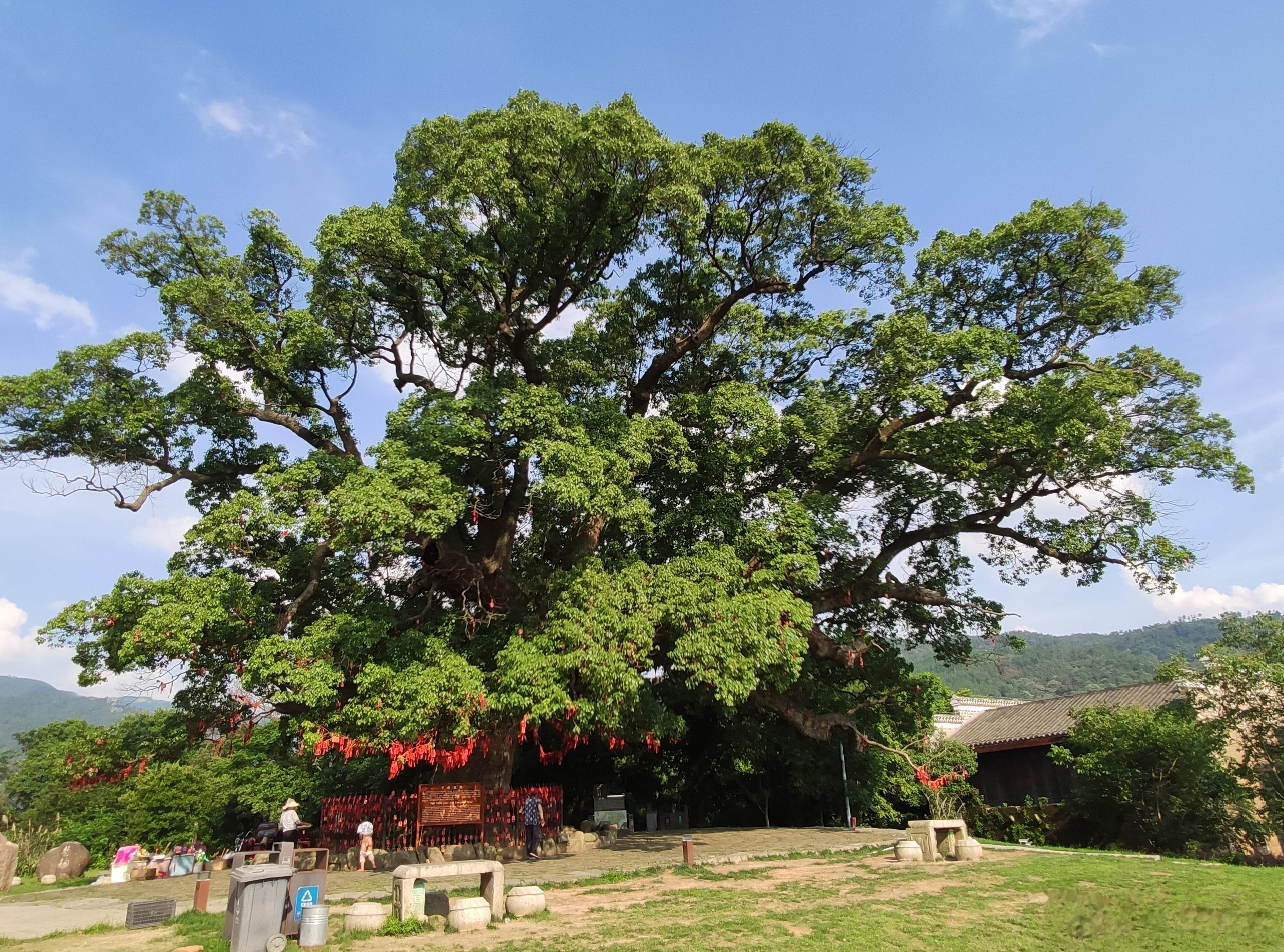 #新安义 心安逸# 【邂逅南昌最大千年古樟[憧憬]】在安义古村，有一棵枝繁叶茂，