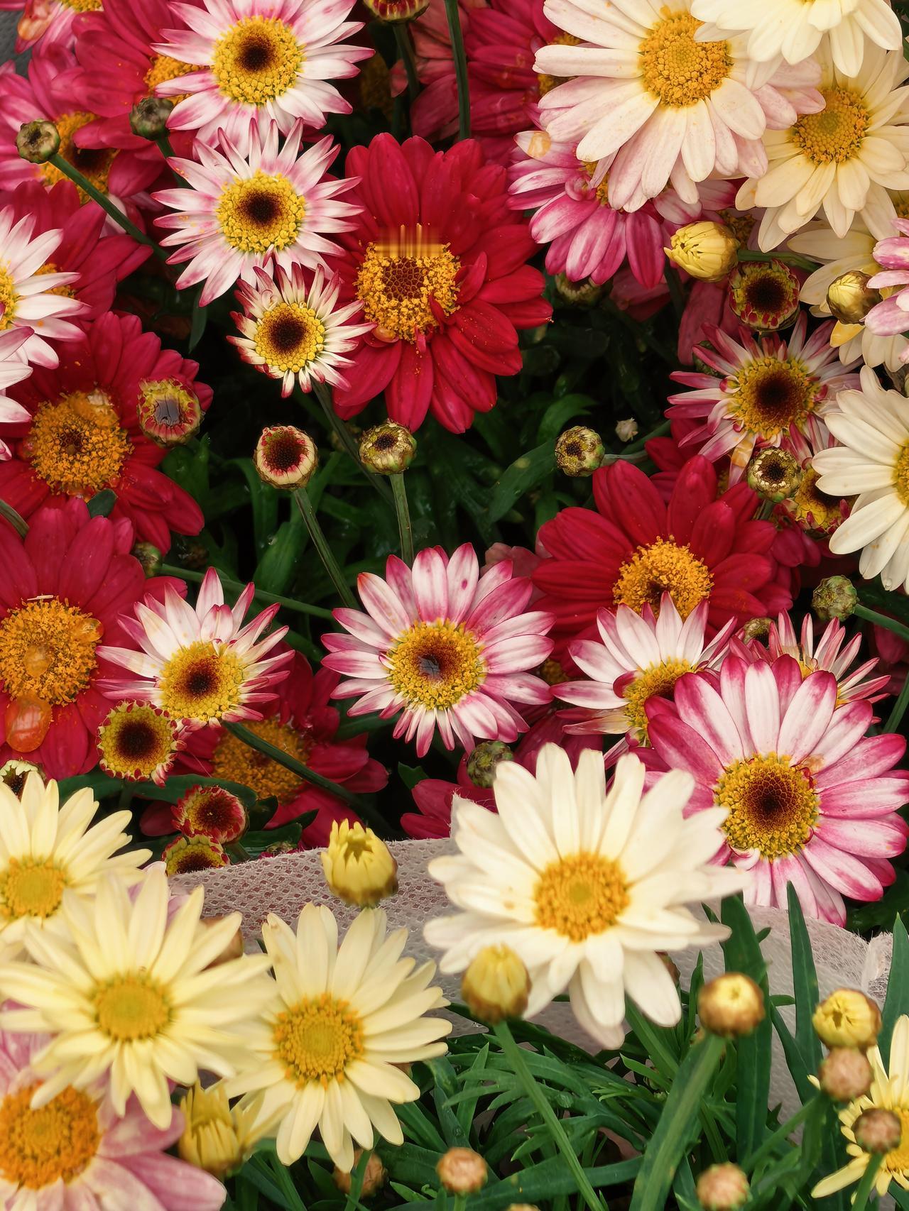 春日花市中，五彩斑斓的鲜花随处可见。有色彩缤纷的雏菊，娇俏可人的兜兰，宛如小灯笼