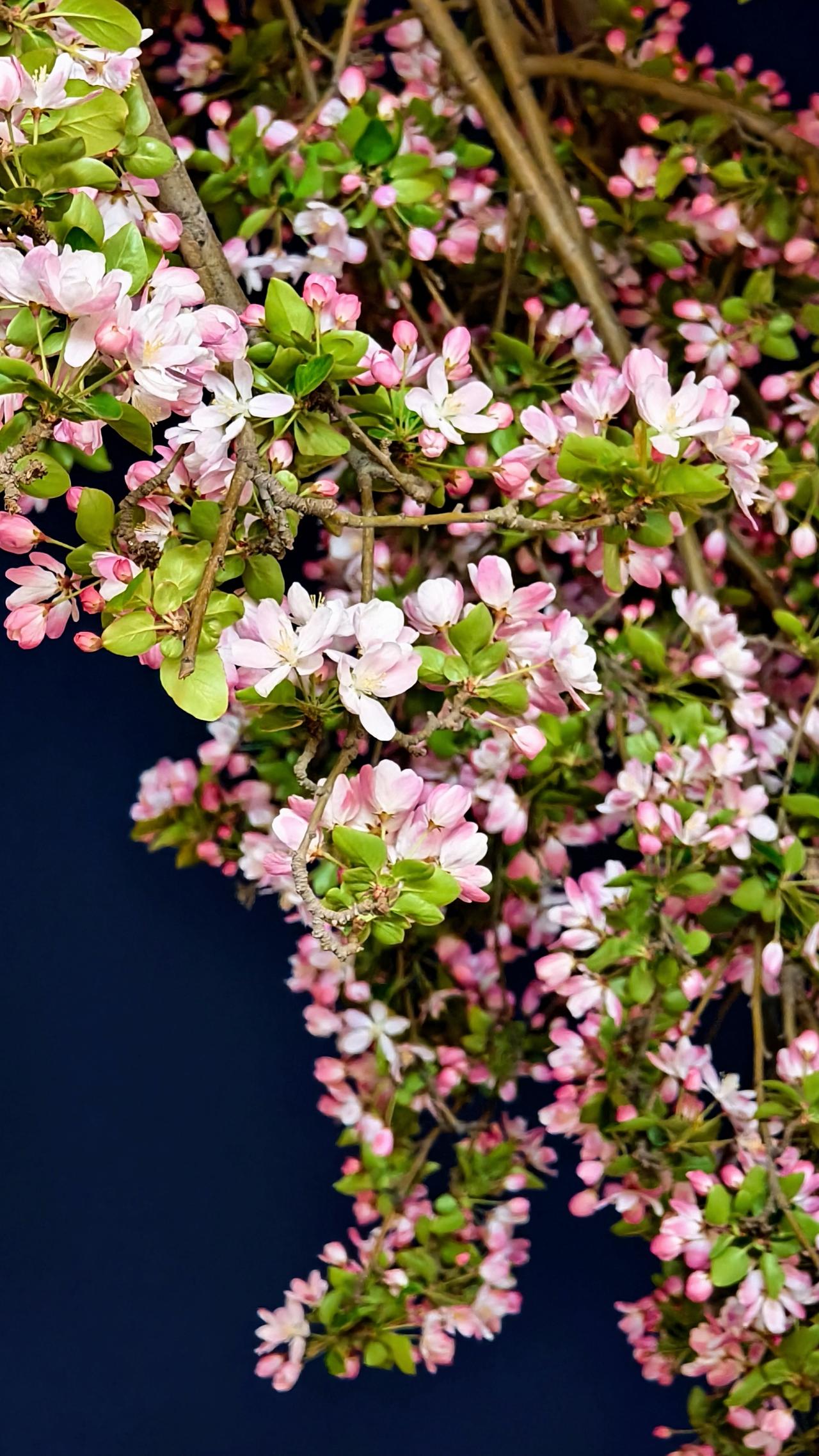 ✨3月31日大理道晚上随手拍
点赞天津 天津赏花 天津海棠节 海棠花 天津五大道