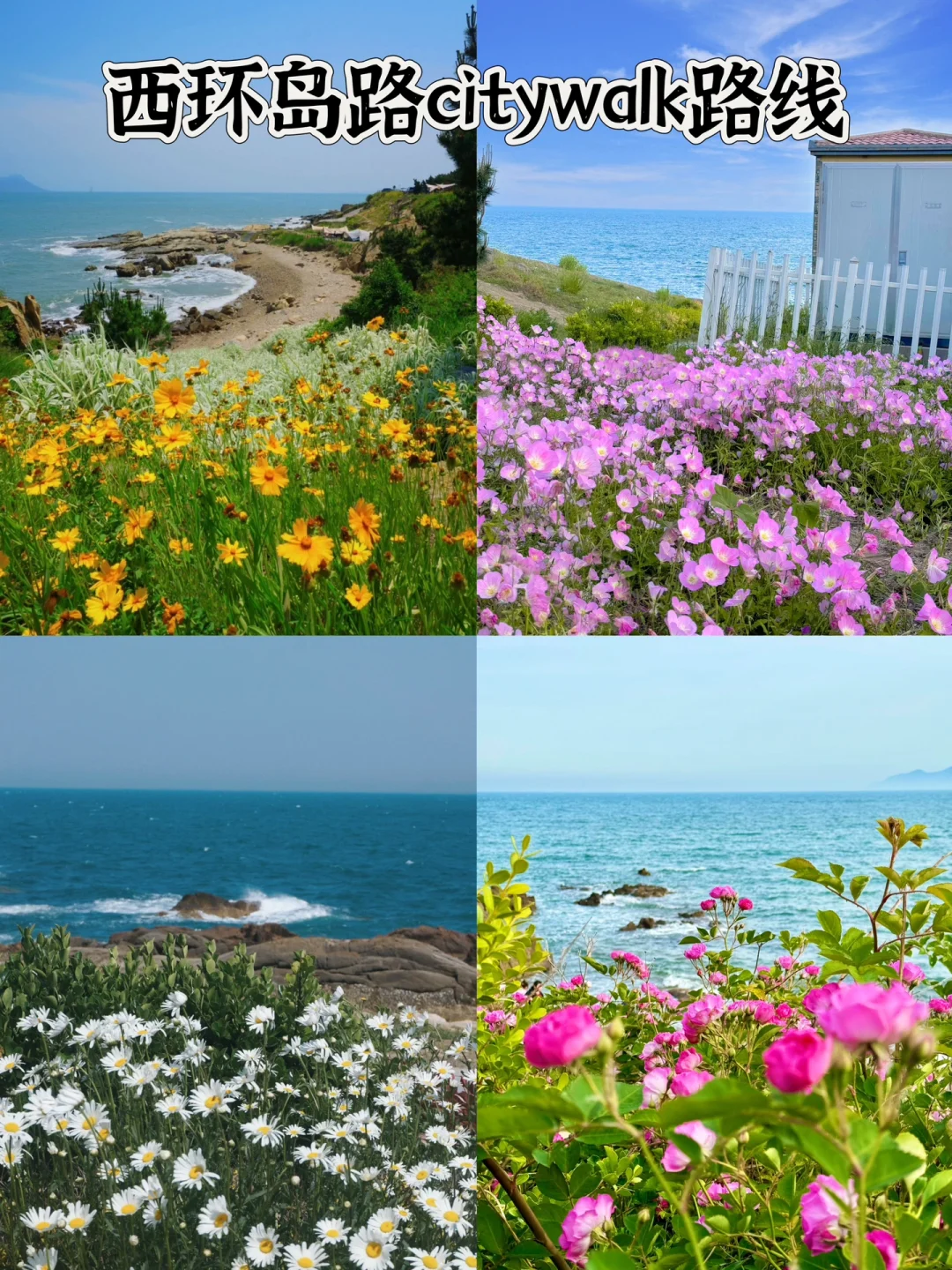 黄岛环岛路小金菊已是next level了！附路线