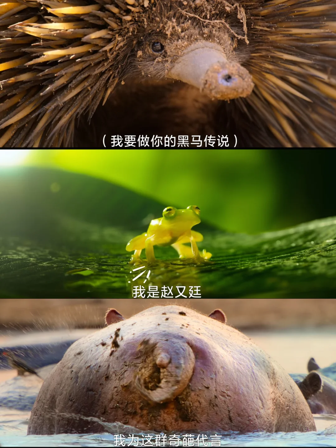 笑不活了‼️怎么会有这么奇葩的纪录片啊‼️